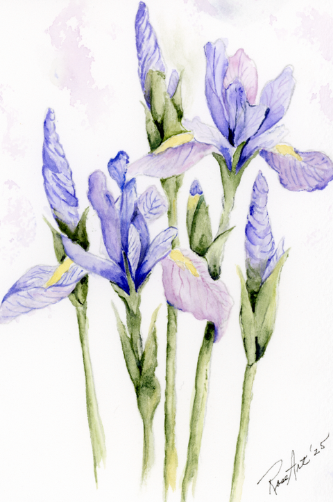 Watercolor painting of delicate purple irises