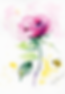 Watercolor painting: Pink rose and bee