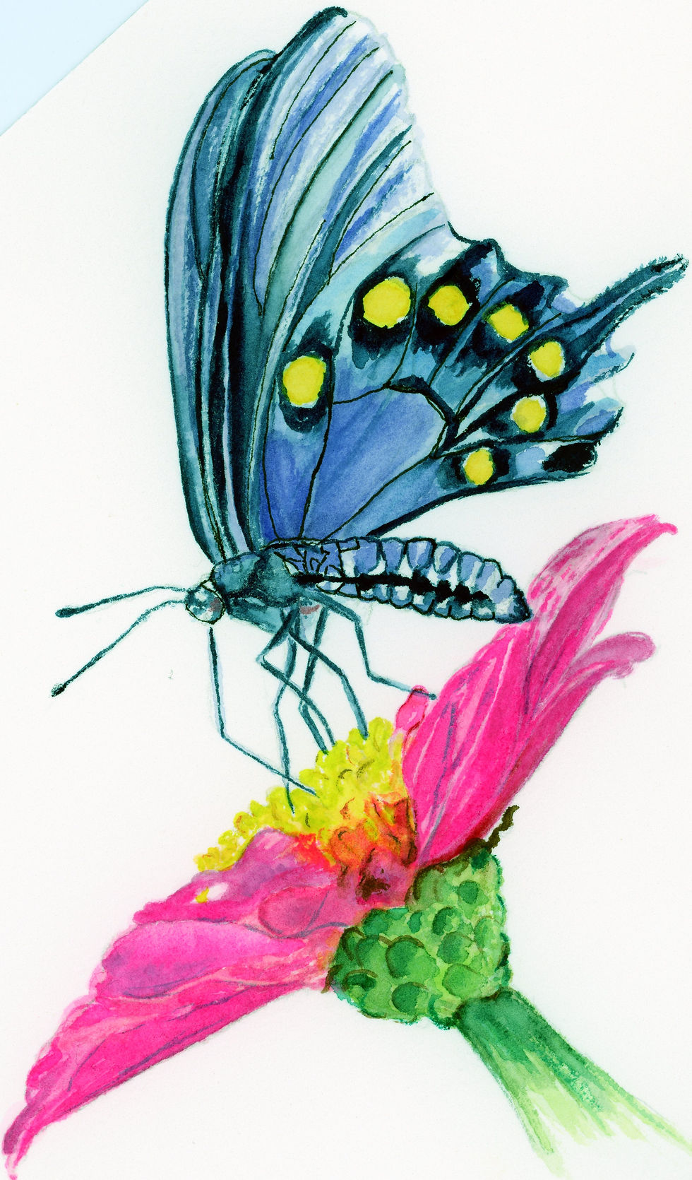 Blue butterfly on vibrant pink flower; Rose Art