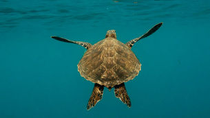 The Secret Magnetic Sense We Share with Animals