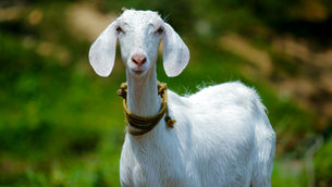 This might be the weirdest science story you'll read this year.