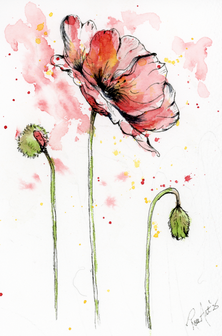 Watercolor painting of poppies and buds