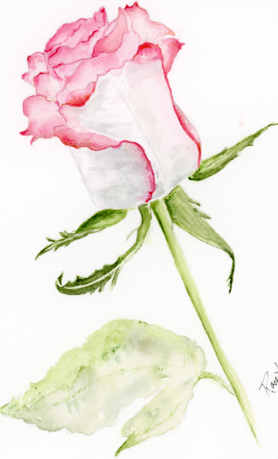 Watercolor painting of a single pink and white rose