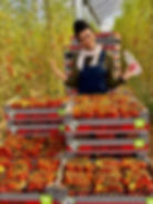 Volunteer in agriculture