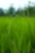 plant-yellow-non-urban-stem-outdoor.jpg