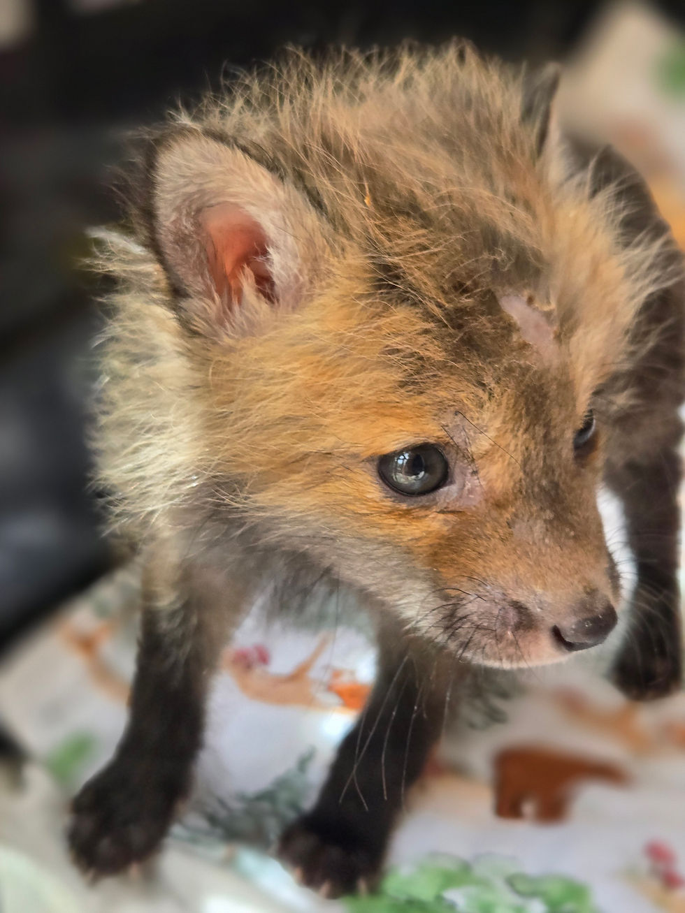 Orphaned Red Fox Kit