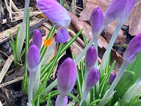 Crocus in bud