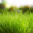 fresh-grass-hd-wallpaper-2331978520.jpg