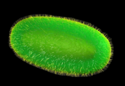 Evden Test