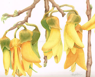 Kowhai (1).jpg