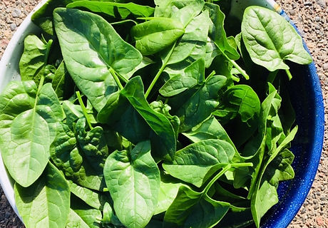 SPINACH.jpg