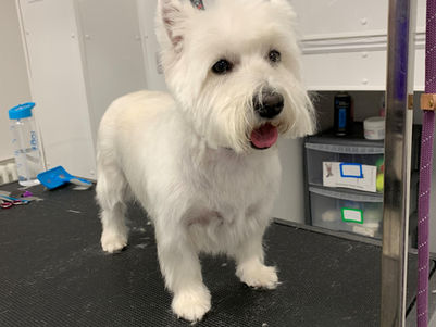 Westie_edited.jpg
