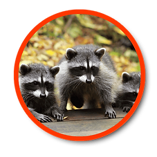 Evolved Wildlife Website Icons (25).png