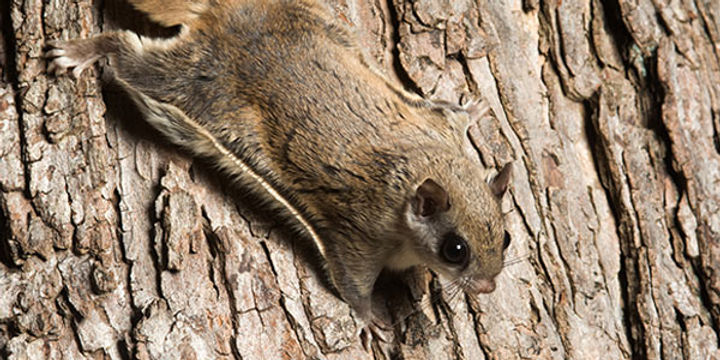We offer flying squirrels pest control services in the following counties: Delaware County, Montgomery County, Chester County, Berks County, Bucks County, and Lancaster County