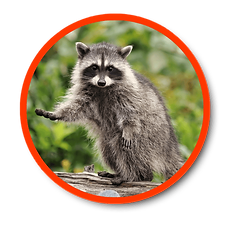 Evolved Wildlife Website Icons (24).png