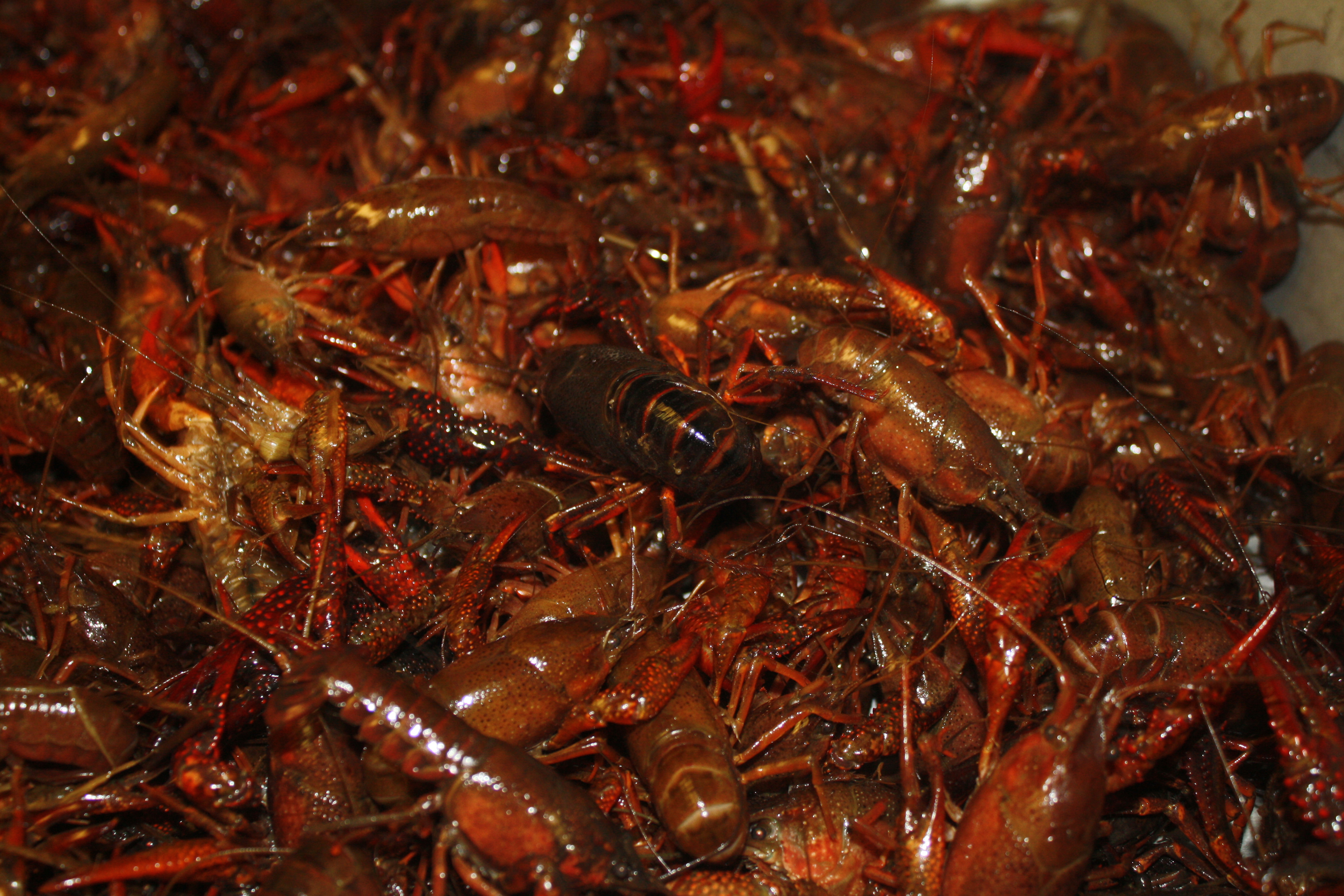 Arranged Food and Objects