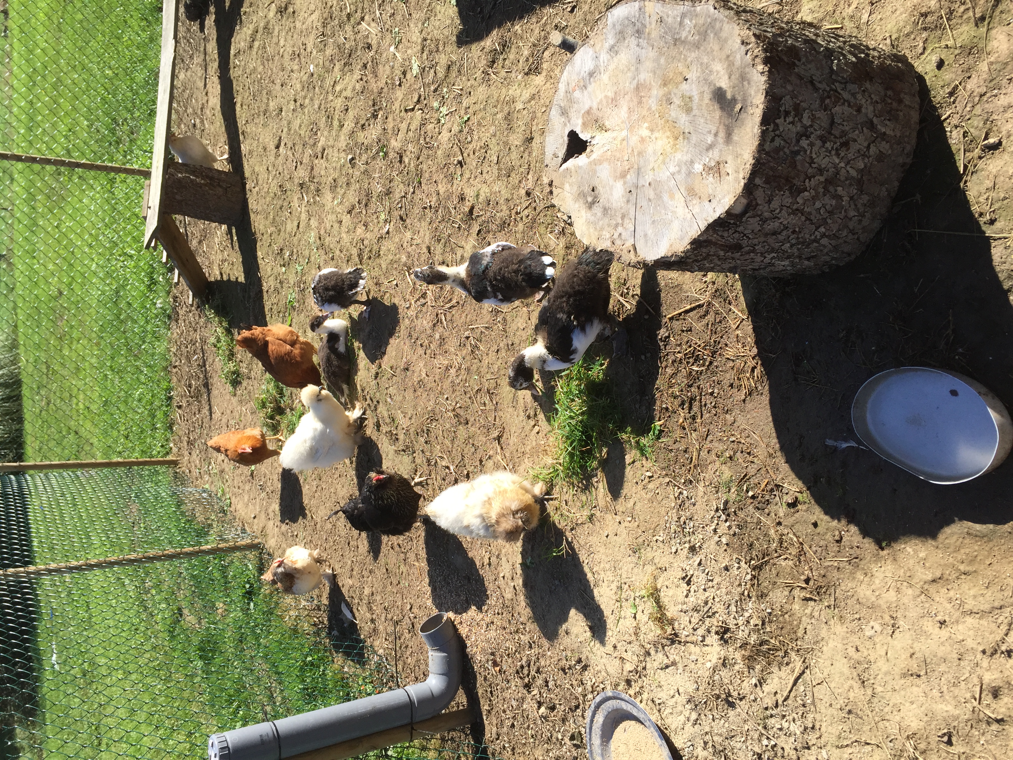 Chickens and Ducks