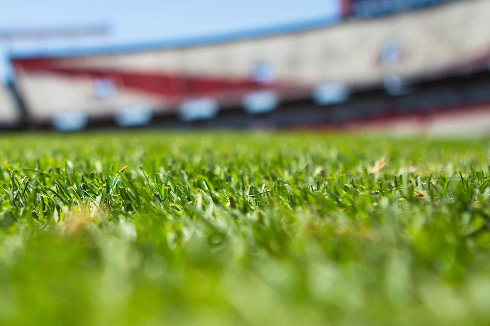 Stadium quality lawn