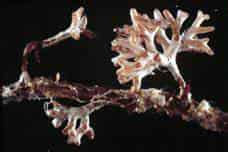 Good Fungus VAM