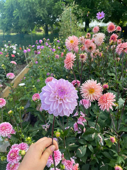 Summer in the garden