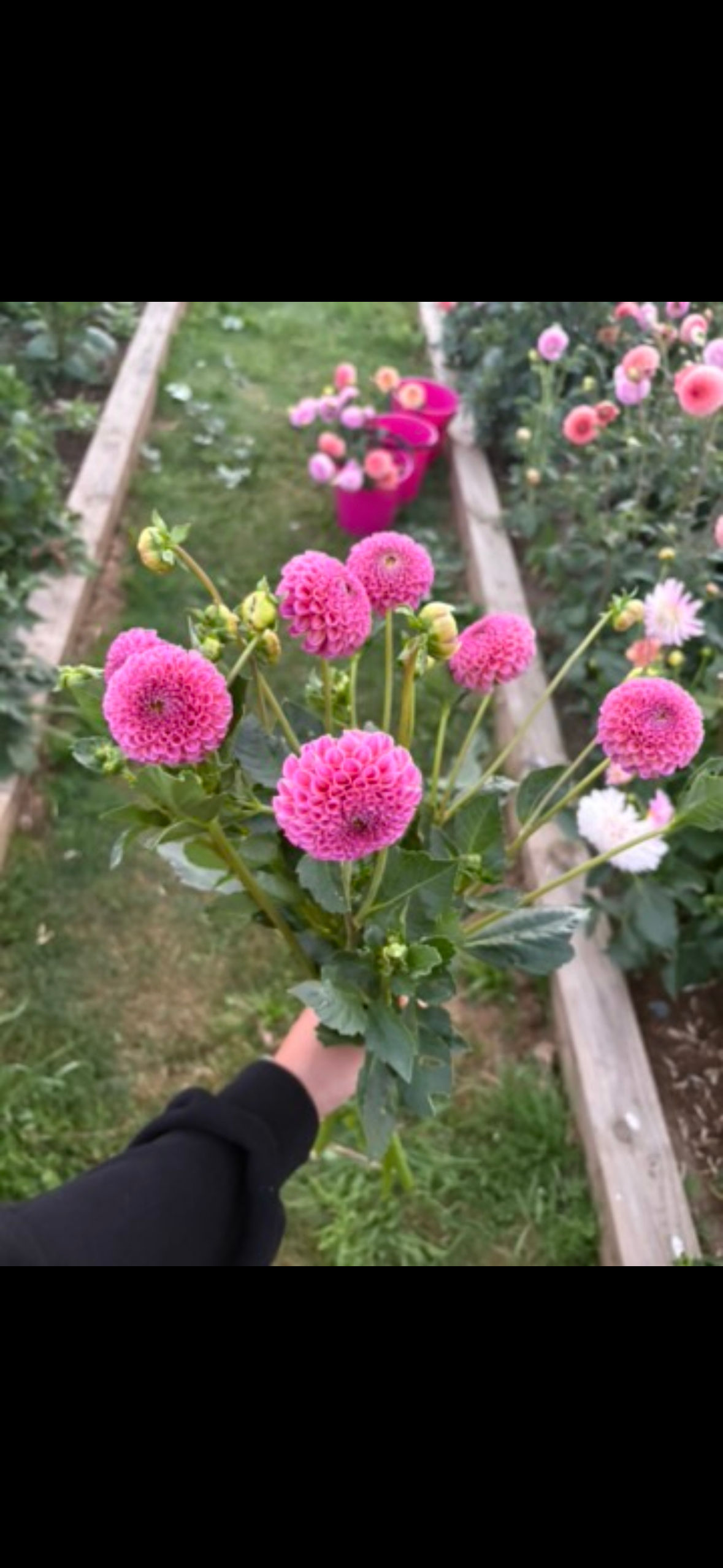 Pink pom Pom