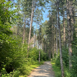 Tall Trees Along the Way