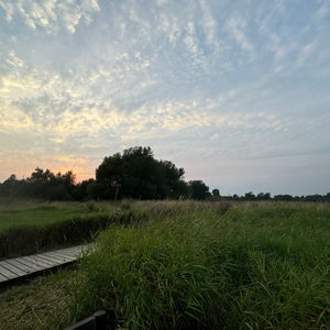 The Boardwalk through the Marsh