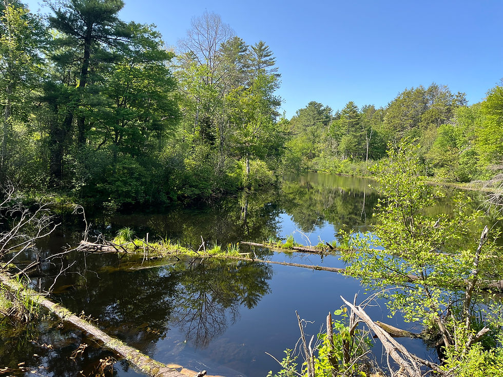 Ipswich River in June 2025