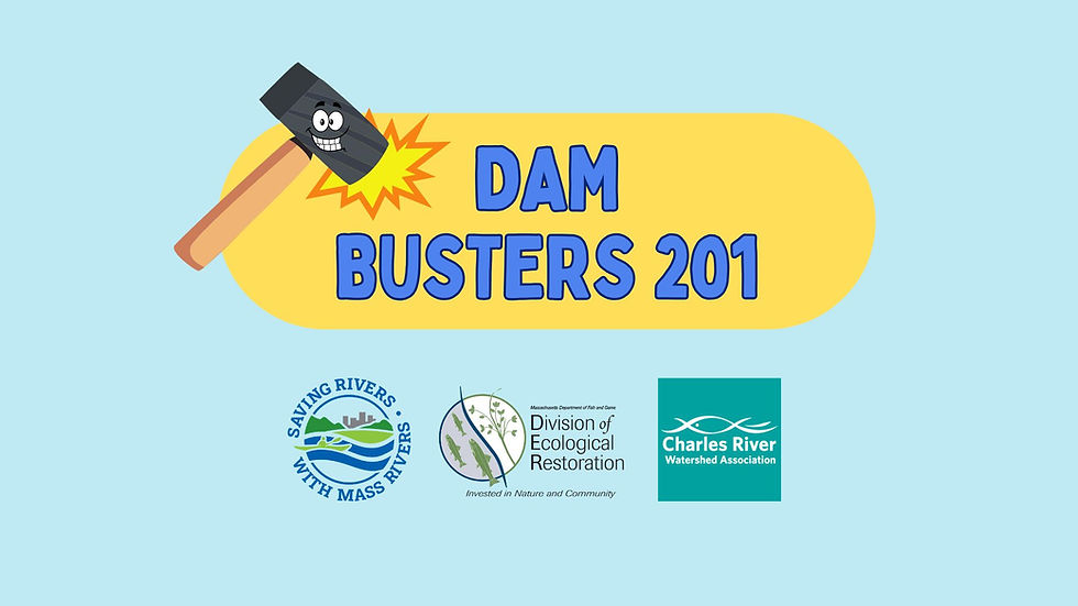 Dam Busters 201: Wheeler Pond Dam Site Visit