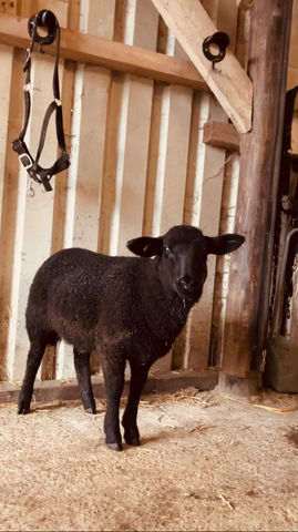 Tierpatenschaft schaf