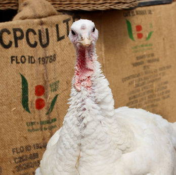 Pute liebe Patenschaft