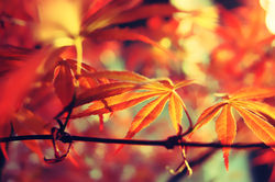 Autum