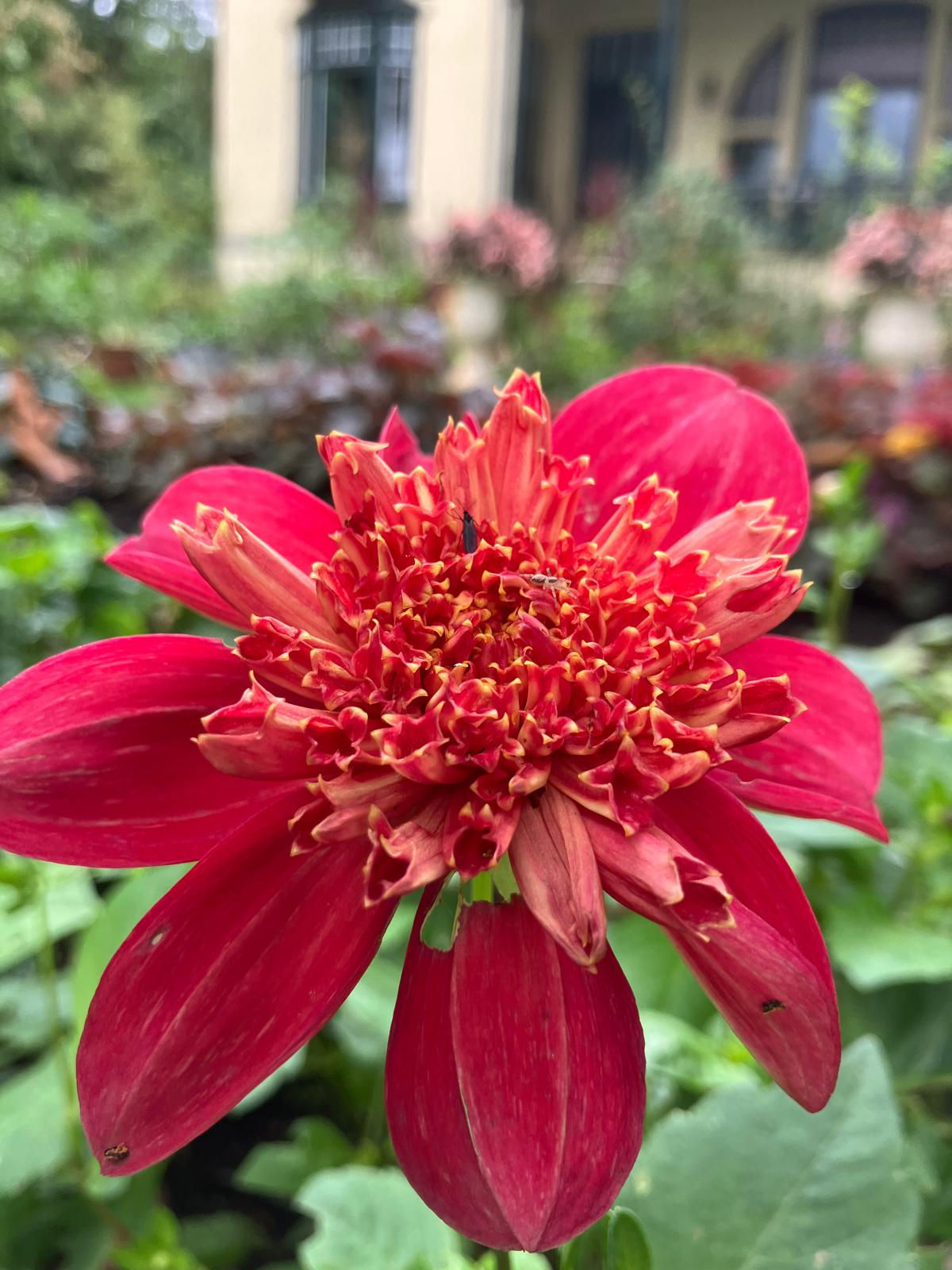 DAHLIA - INCA ANEMONE