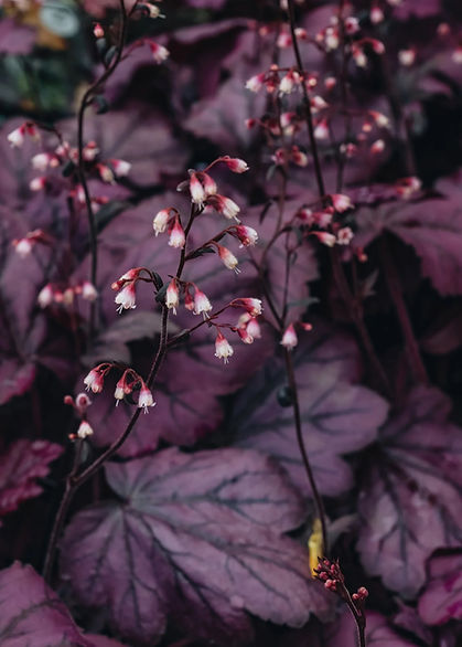 Heuchera_Wild_Rose_DSC_9890.jpg kopie.jpg