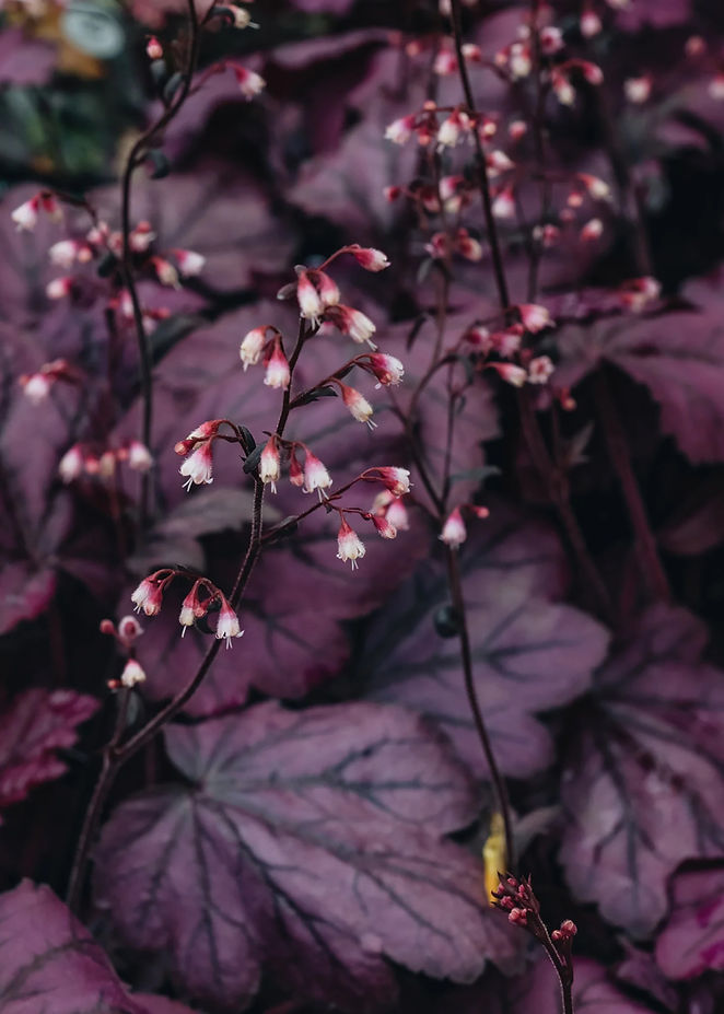 Heuchera_Wild_Rose_DSC_9890.jpg kopie.jpg