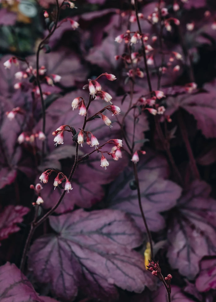 Heuchera_Wild_Rose_DSC_9890.jpg kopie.jpg
