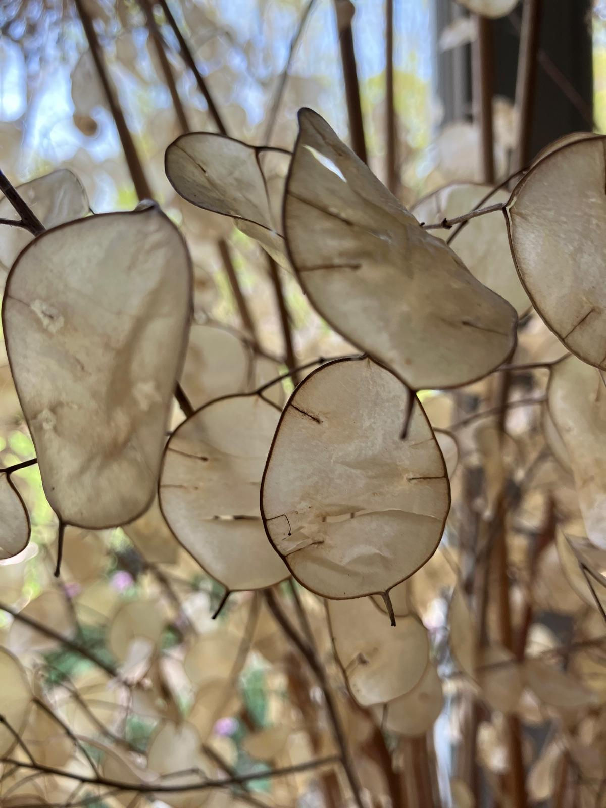 LINARIA ANNUA ‘CHEDGLOW’ I JUDASPENNING