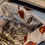 Thumbnail: ZIJDEN SJAAL PAPAVER – KOUSTRUP & CO