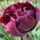Thumbnail: TULIPA BLACK HERO