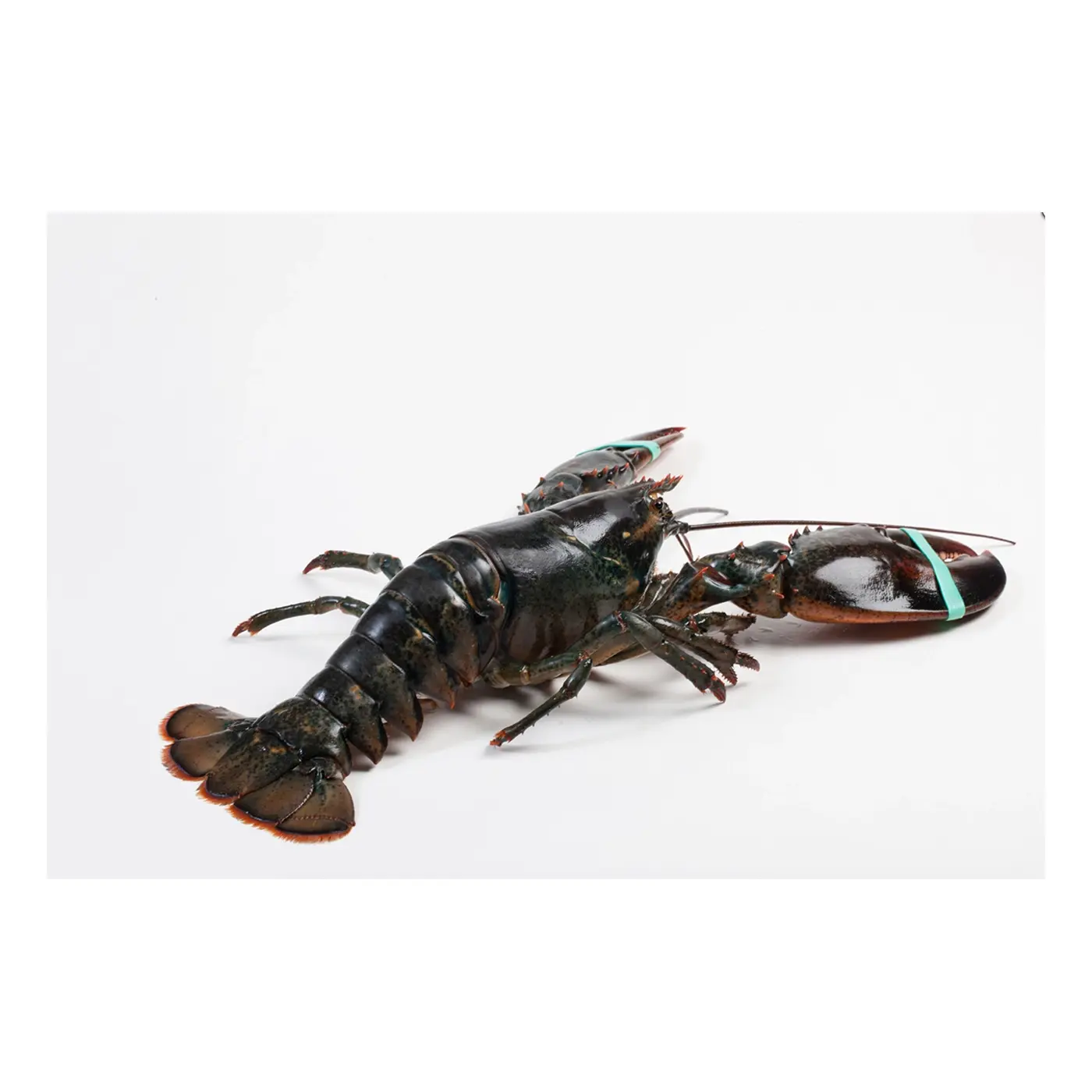 Canadese Kreeft 400-700 gr