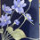 Thumbnail: TOILETTAS BLUE ANEMONE