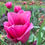 Thumbnail: TULIPA LOUVRE