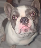 Bella