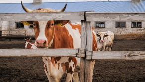 Antimicrobial Resistance: From Farm to Fork