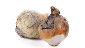 What are those black spots on onions?