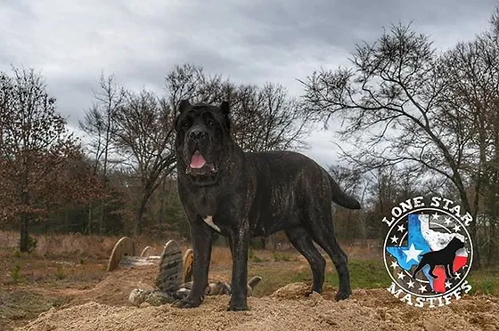 american molossus price