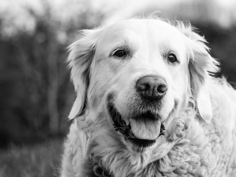 Dog portrait in black and white