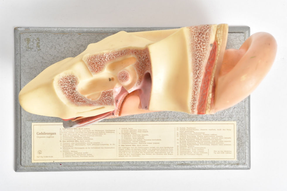 Miniaturbild: Schulmodell Gehörgang