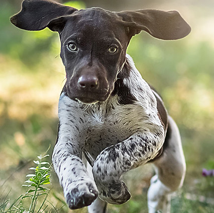 A dog who loves running free will love gentle remote collar dog training