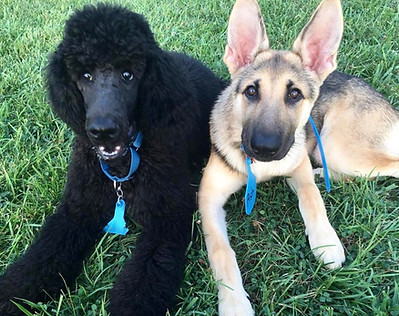 After dog training: Ash and Nimbus have learned the "Down" command